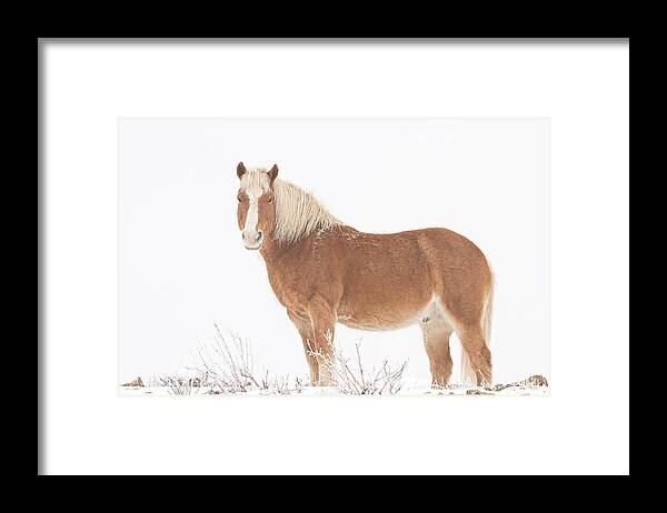 Palomino Framed Print featuring the photograph Palomino Horse in the Snow by James BO Insogna