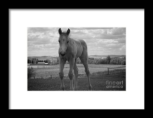 Palomino Framed Print featuring the photograph Palomino in black and white by Cheryl Hurtak
