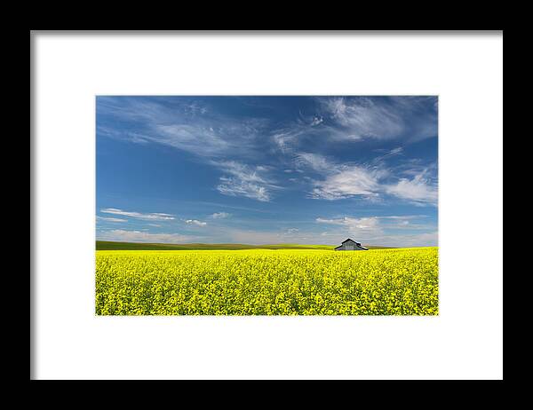 Yellow Framed Print featuring the photograph Palouse Canola Field With Barn by Justinreznick