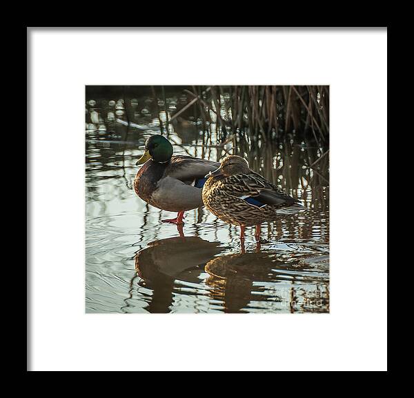 Landscape Framed Print featuring the photograph Pals by Charles Garcia