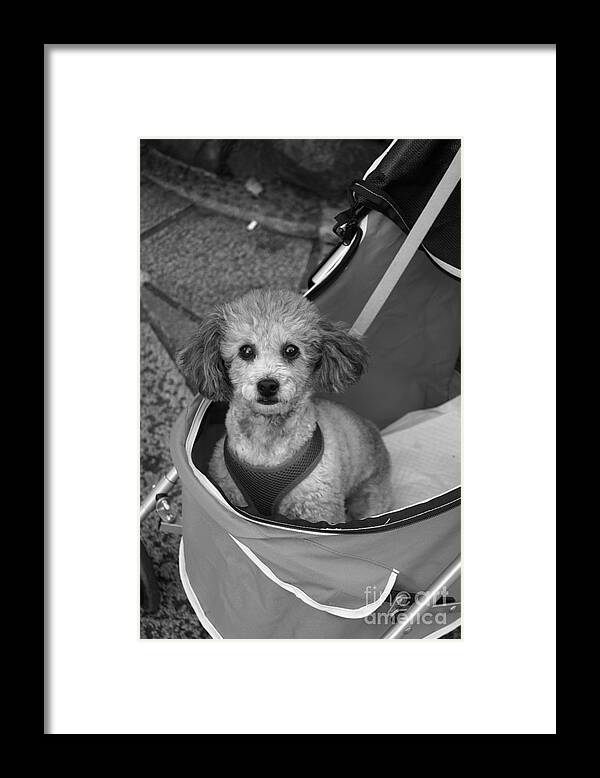 Pooch Framed Print featuring the photograph Pampered Poodle by Cassandra Buckley