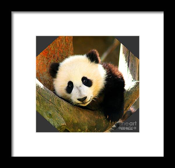 San Diego Zoo Framed Print featuring the photograph Panda Bear Baby Love by Tap On Photo