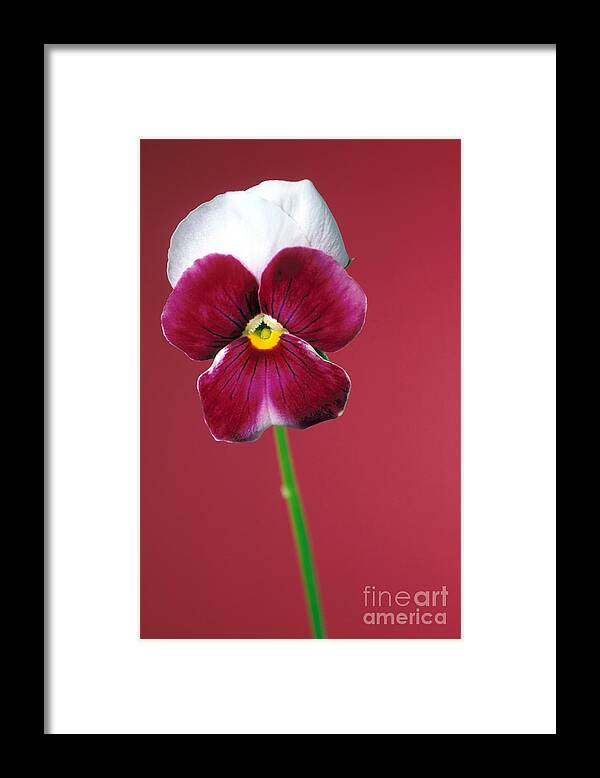 Pansy Framed Print featuring the photograph Pansy by Carl Perkins