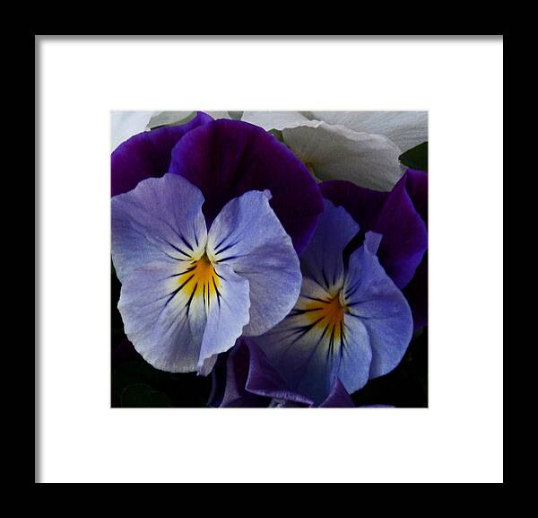 Flower Framed Print featuring the photograph Pansy Delight by Karen Harrison Brown