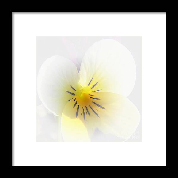 Pansy Framed Print featuring the photograph Pansy by Scott Cameron