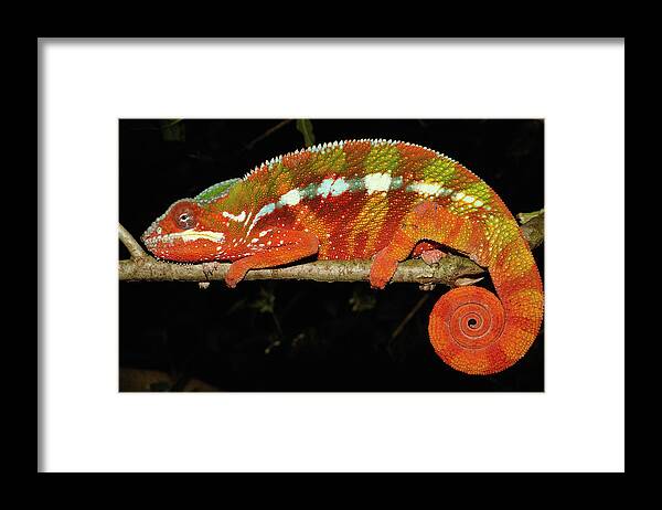 00217753 Framed Print featuring the photograph Panther Chameleon by Pete Oxford