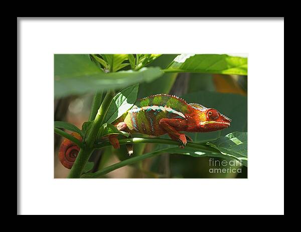 Prott Framed Print featuring the photograph Panther Chameleon Madagascar 1 by Rudi Prott