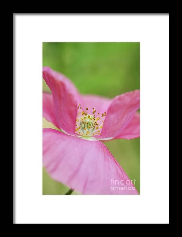 Papaver Rhoeas Framed Print featuring the photograph Papaver Rhoeas Shirley Poppy by Tim Gainey