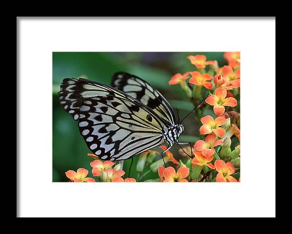 Butterfly Framed Print featuring the photograph Paper Kite Butterfly by Ginny Barklow