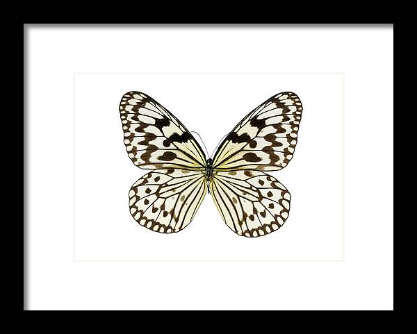 Entomology Framed Print featuring the photograph Paper kite butterfly by Science Photo Library