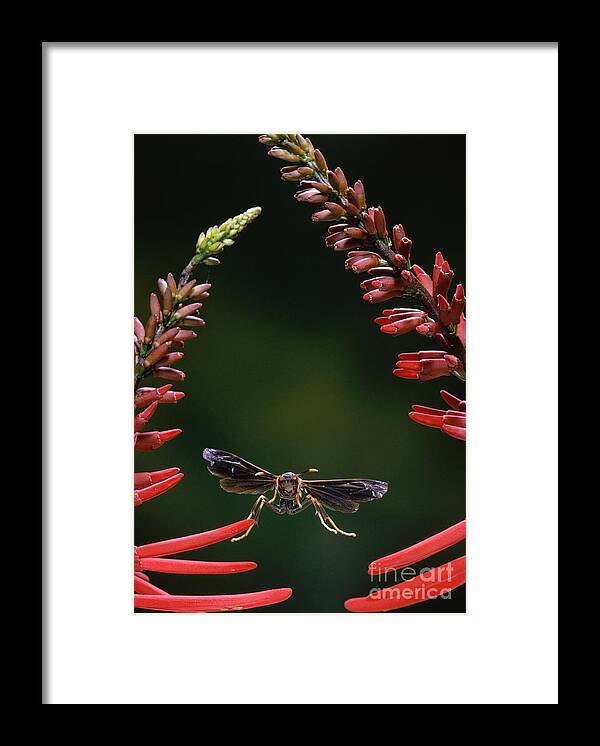 Animal Framed Print featuring the photograph Paper Wasp in Flight by Stephen Dalton