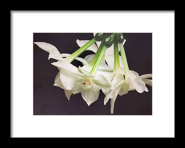 Floral Framed Print featuring the photograph Paper White by Deborah Smith