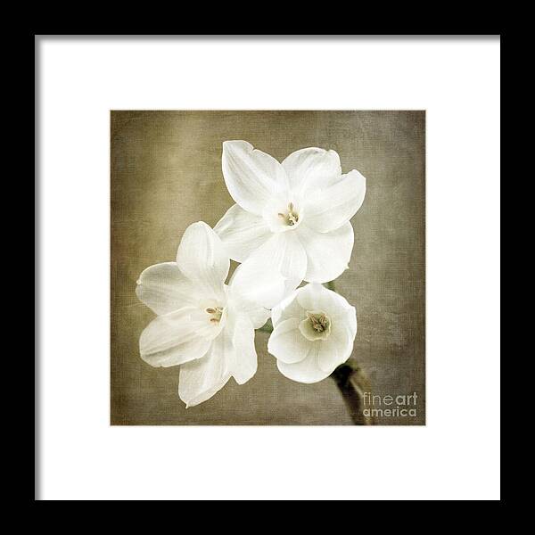Paper White Framed Print featuring the photograph Paper Whites by Tamara Becker