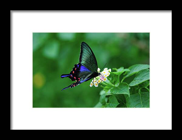 Japanese Swallowtail Butterfly Framed Print featuring the photograph Papilio Bianor Butterfly by Takeshi.k
