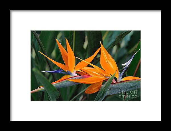 Flower Framed Print featuring the photograph Paradise Flower Orange - Bird of Paradise in Brilliant Twins by Wayne Nielsen