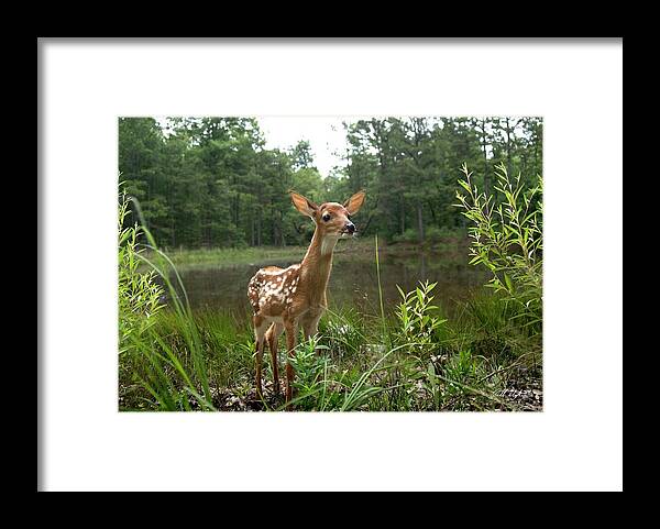 Deer Framed Print featuring the photograph Paradise Found by Bill Stephens