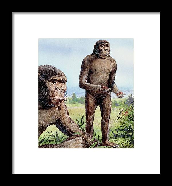 Paranthropus Robustus Framed Print featuring the photograph Paranthropus Robustus by Michael Long/science Photo Library