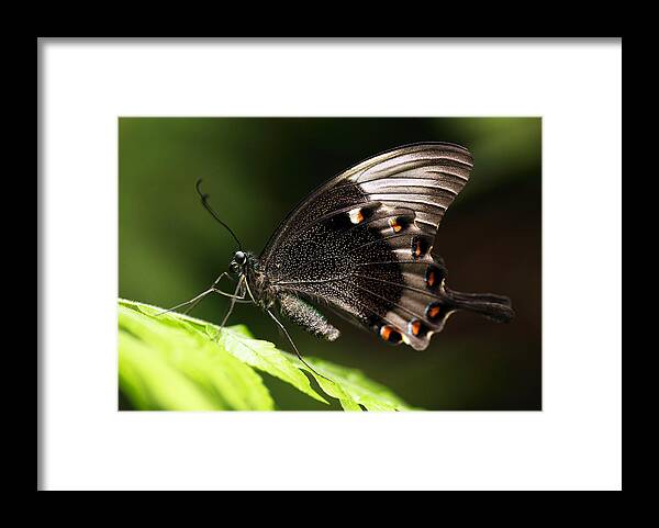 Butterfly Framed Print featuring the photograph Paris Peacock by Grant Glendinning