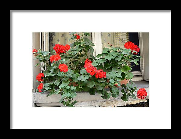 Paris Romantic Flower Boxes Framed Print featuring the photograph Paris Window Flower Box Geraniums - Paris Red Geraniums Window Flower Box by Kathy Fornal