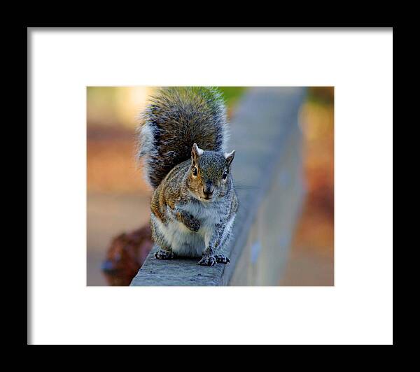 Squirrel Framed Print featuring the photograph Park Squirrel I by Daniel Woodrum