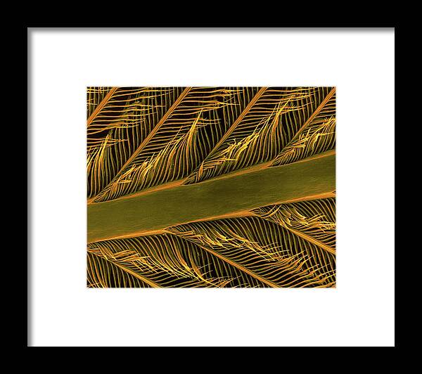 Parrot Framed Print featuring the photograph Parrot Feather Rachis by Dennis Kunkel Microscopy/science Photo Library