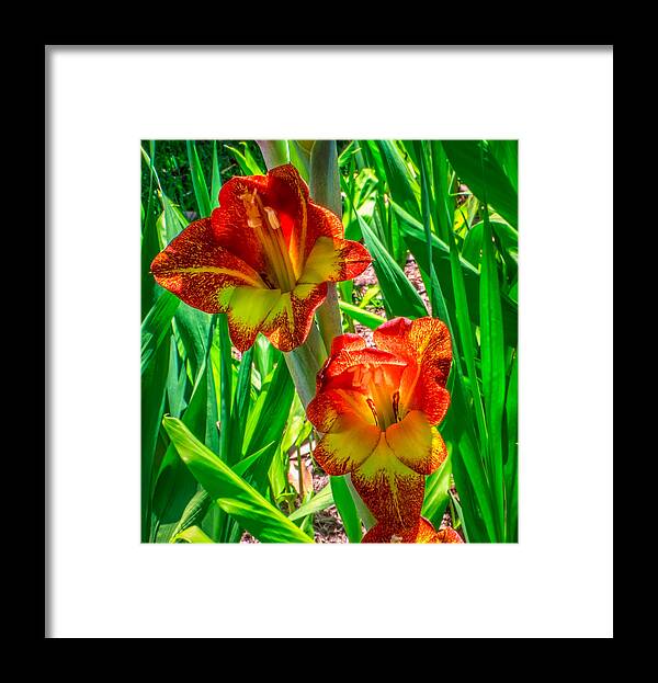 Flower Framed Print featuring the photograph Parrot Gladiolus by Traveler's Pics