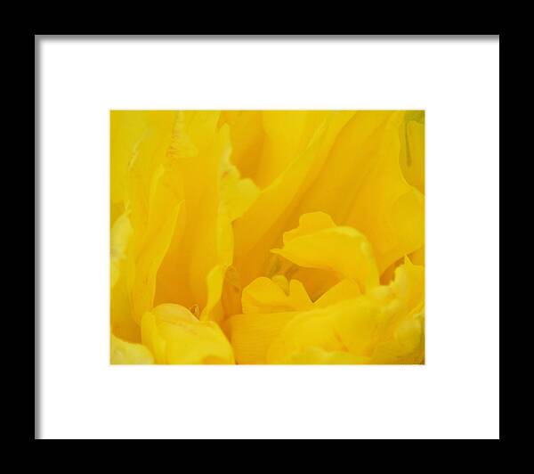 Parrot Tulip Abstract Framed Print featuring the photograph Parrot Tulip Abstract by Maria Urso