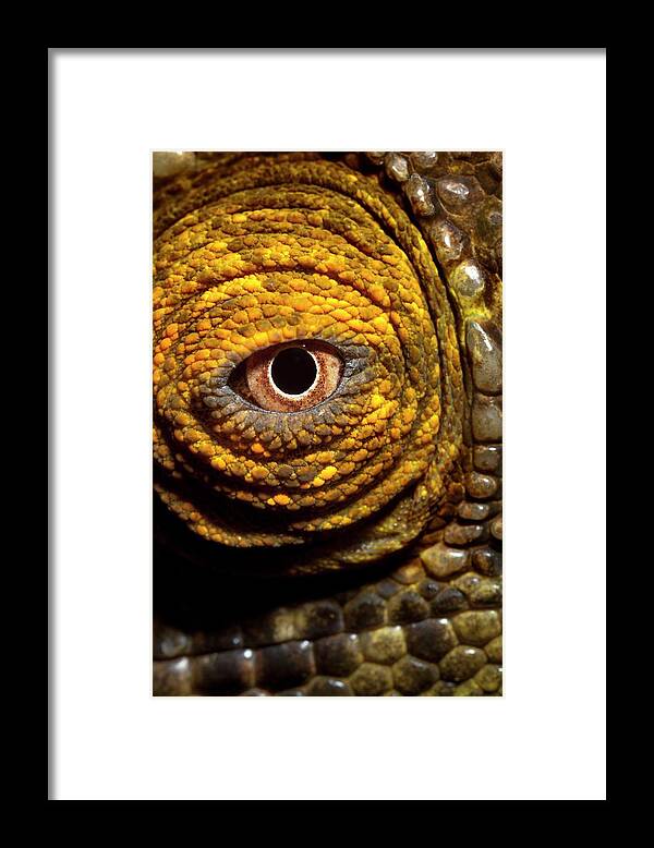 Parson's Chaemeleon Framed Print featuring the photograph Parson's Chaemeleon Eye by Alex Hyde