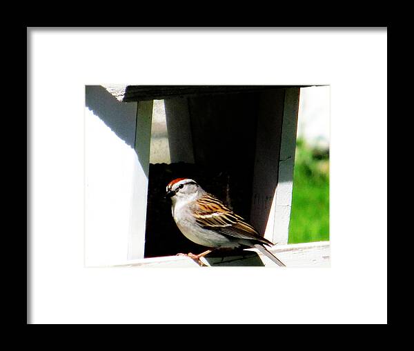 Bird Framed Print featuring the photograph Partial Red on Top by Tina M Wenger
