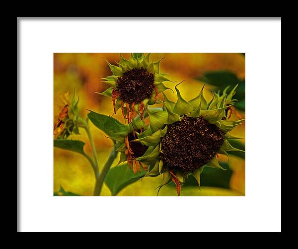 Sunflower Framed Print Framed Print featuring the photograph Party's Over by John Harding