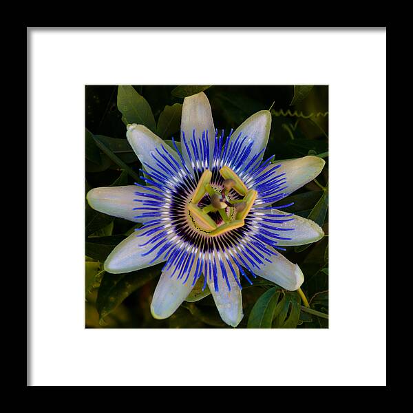 Flower Framed Print featuring the photograph Passion Flower Aglow by Lynne Jenkins