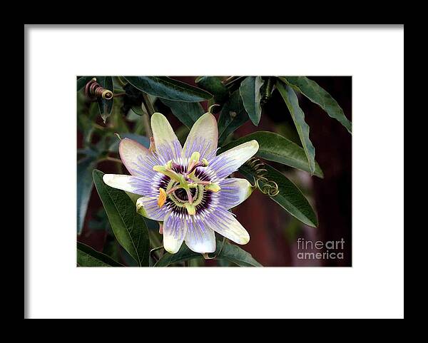 Botanical Framed Print featuring the photograph Passion Flower by Chris Anderson