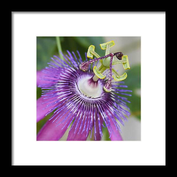 Passiflora Framed Print featuring the photograph Passion Flower Close Up by Cathy Lindsey