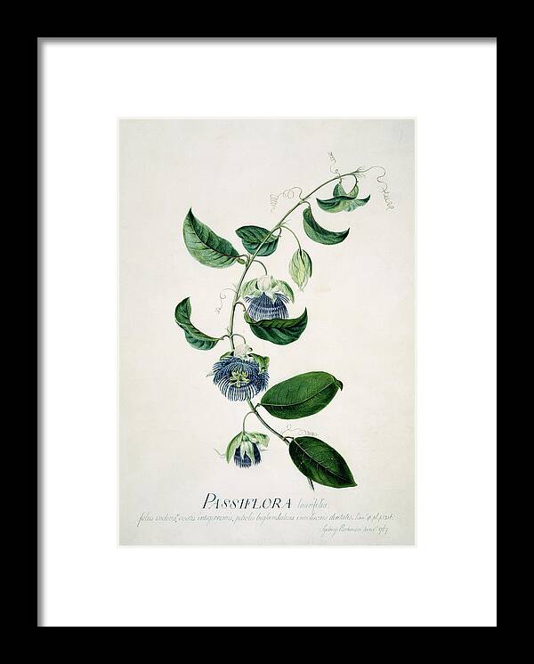 Passion Flower Framed Print featuring the photograph Passion Flower by Natural History Museum, London/science Photo Library
