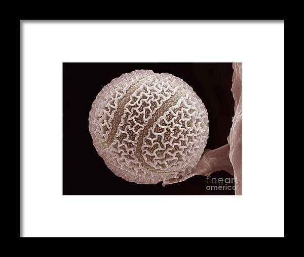 Botany Framed Print featuring the photograph Passion Flower Pollen Grain, Colored Sem by Spl