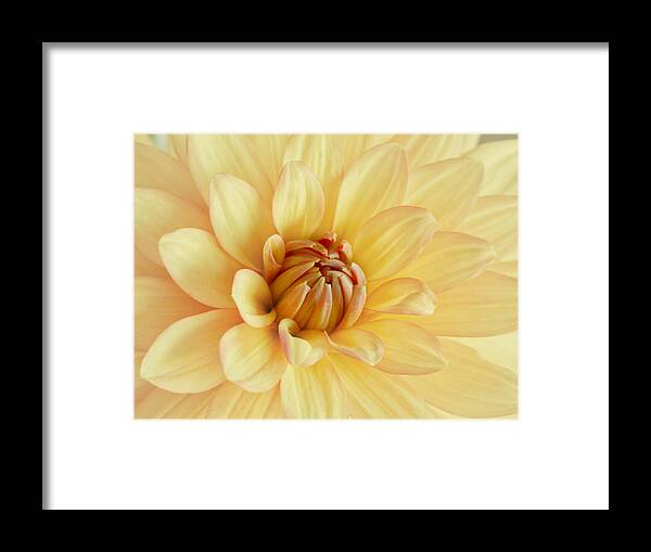Yellow Dahlia Framed Print featuring the photograph Pastel Dahlia by Kim Hojnacki