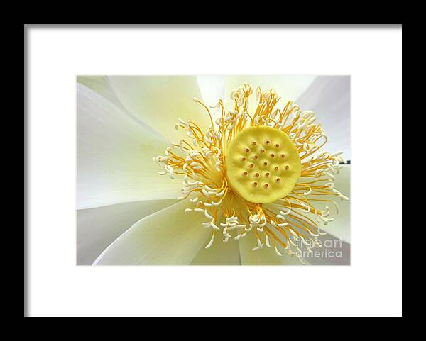 Flower Framed Print featuring the photograph Pastel Lotus by Sabrina L Ryan
