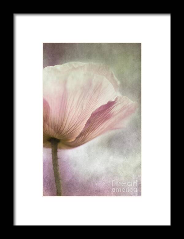 Poppy Framed Print featuring the photograph Pastel Pink Poppy by Priska Wettstein