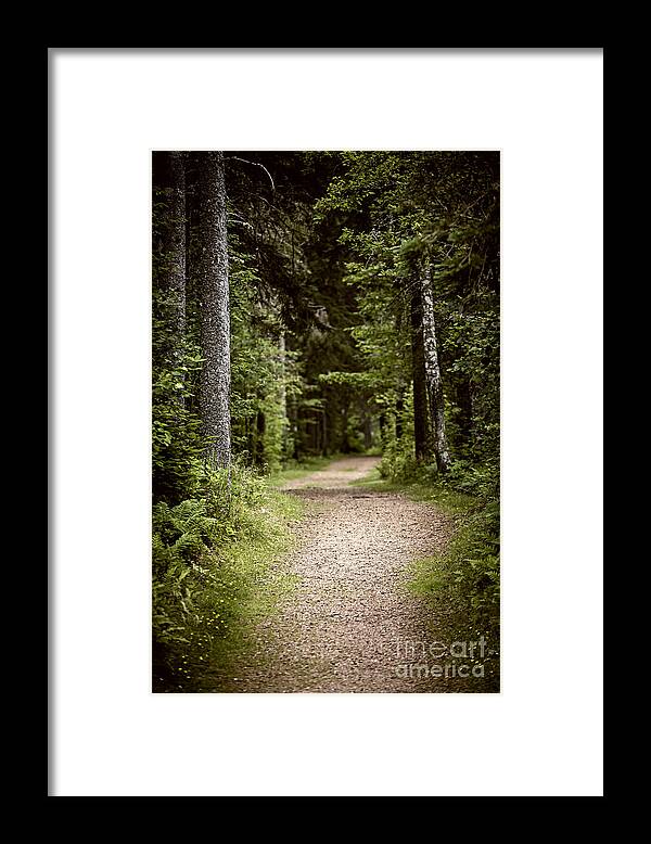 Path Framed Print featuring the photograph Path in old forest by Elena Elisseeva
