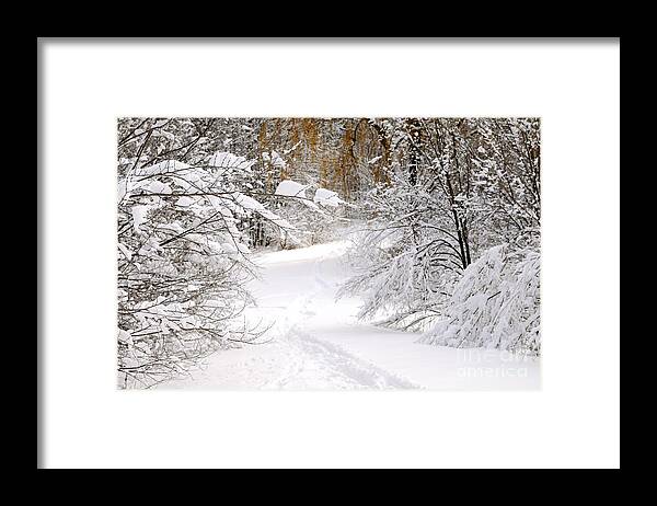 Winter Framed Print featuring the photograph Path in winter forest 5 by Elena Elisseeva