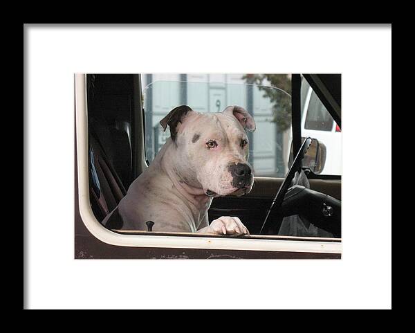 Pit Bull Framed Print featuring the photograph Patient Rose Pit Bull Dog Portrait in Evanston Wyoming by Andrea Lazar