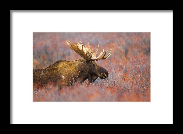 Wildlife Framed Print featuring the photograph Patrol by Kevin Dietrich
