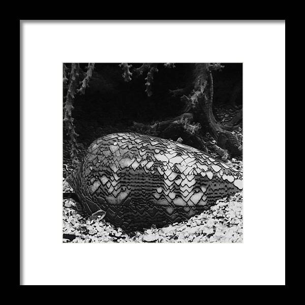 Shell Framed Print featuring the photograph #pattern #conch #shell #perth #aquarium by Sinead Connell