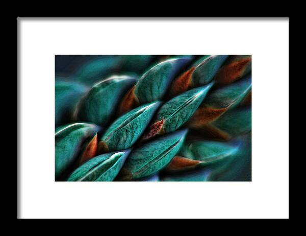 Macro Photography Framed Print featuring the photograph Patterns in Nature No.1 by Bonnie Bruno
