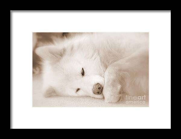 Samoyed Framed Print featuring the photograph Pawsome by Fiona Kennard