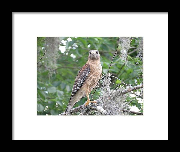 Nature Framed Print featuring the photograph Pay Attention by Fortunate Findings Shirley Dickerson