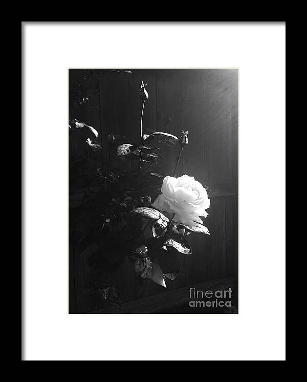 Rose Framed Print featuring the photograph Peace in the Morning by Vonda Lawson-Rosa