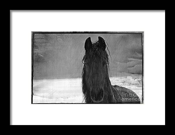 Animal Framed Print featuring the photograph Peace in the Storm by Michelle Twohig