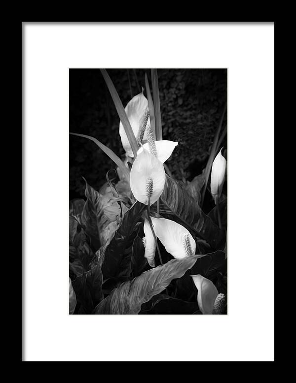 Lily Framed Print featuring the photograph Peace Lily or Spath Lily BW by Rich Franco