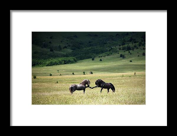 Horse Framed Print featuring the photograph Peace by Vedran Vidak